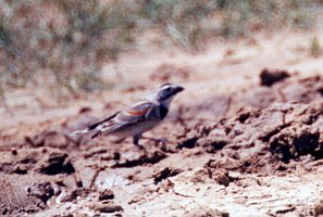 Longspur, McCown's, Pawnee Grasslands, date B03P100I01